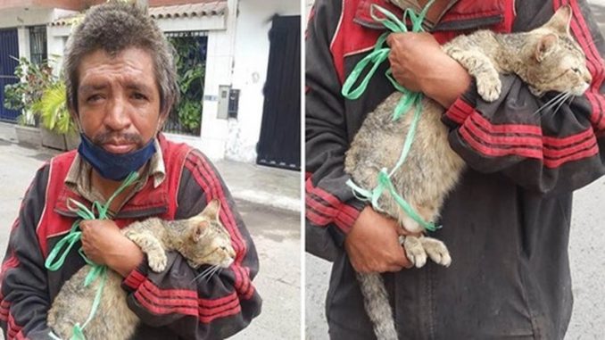 felino amor