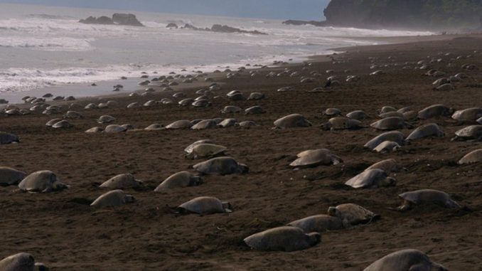 tortugas-regresan-coronavirus-humanos-750x398