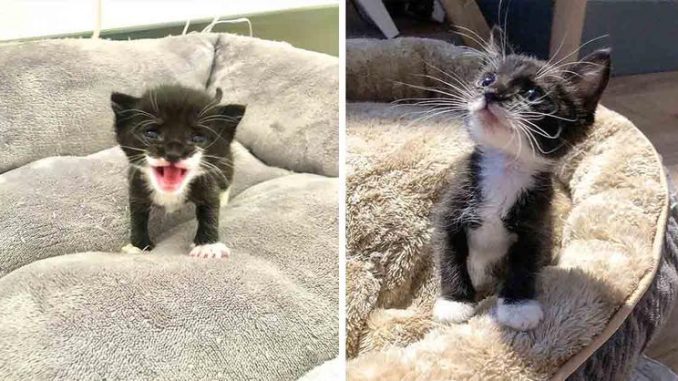 Gatita-esta-tan-feliz-de-encontrar-una-familia-despues-de-ser-rescatada