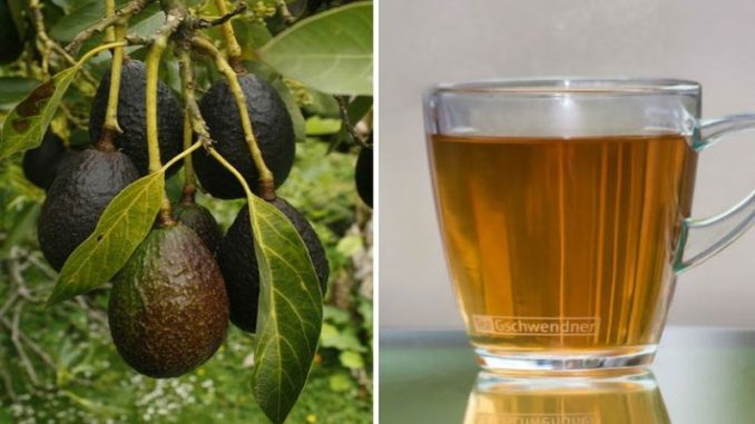 te-de-hojas-de-aguacate-seca