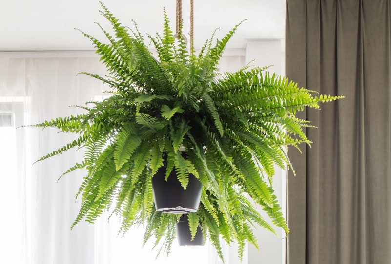 Cómo Hacer que un Helecho de Interior se vea Verde y Frondoso