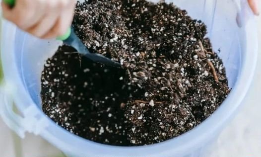 Abono Natural que Potenciará Tus Plantas Sin Gastar un Céntimo.