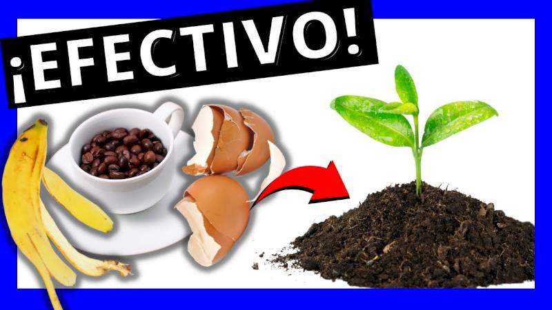 Agrega Estos 3 Ingredientes a tus Plantas sin Vida y Mira Como Vuelven a Florecer!