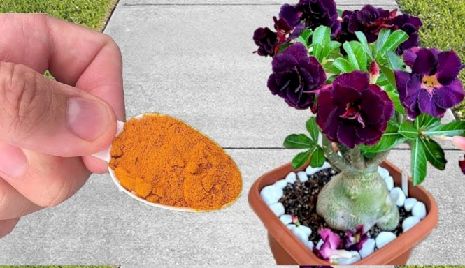 Ya no usarás otro fertilizante mejor que este: 2 ingredientes son suficientes