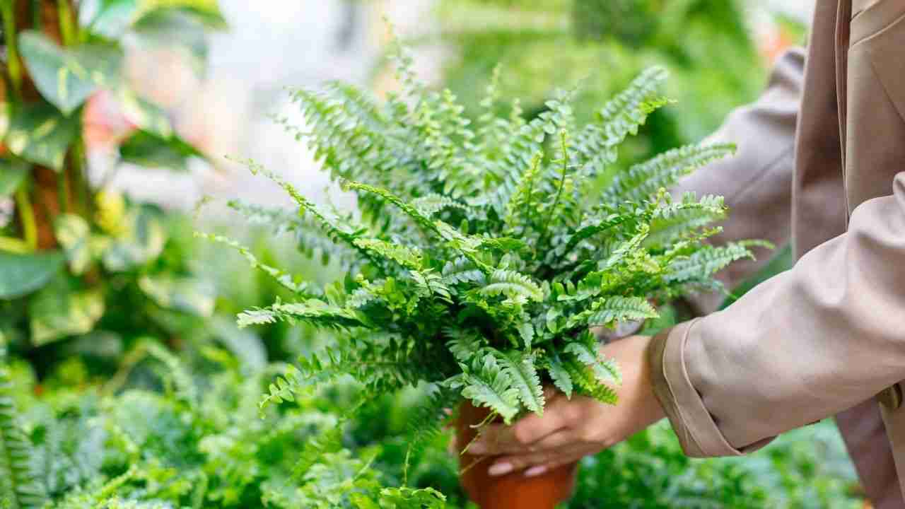Sólo una taza de este Ingrediente hará explotar cualquier Helecho que tengas