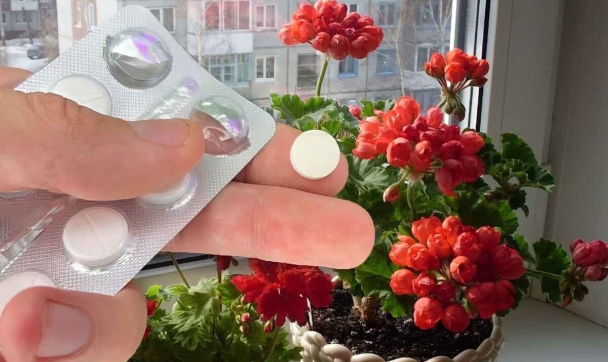 Despierta tus Flores en Invierno con el Asombroso Poder de la Aspirina