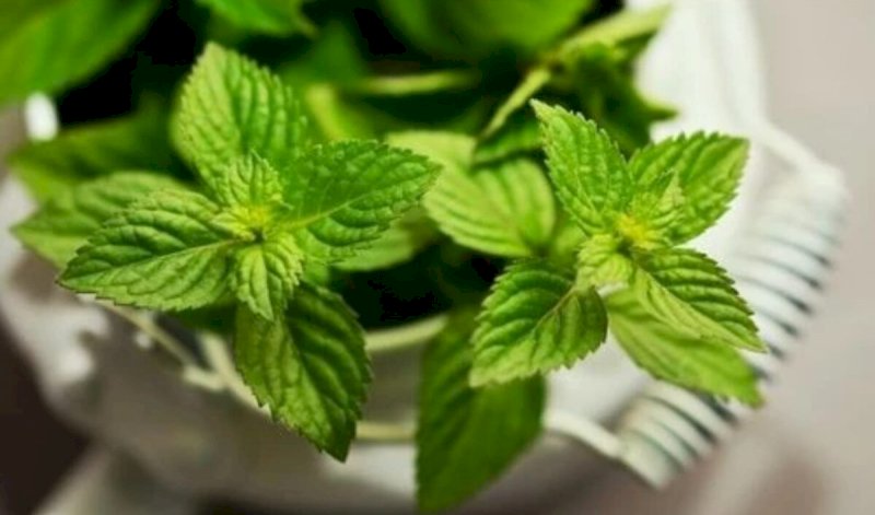 Cultiva Menta en Casa en una Taza: Guía Completa para un Jardín Aromático