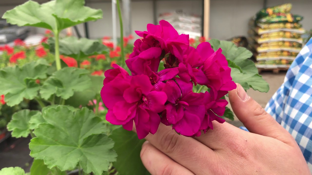 Geranios, no los riegues así: ¡Los haces pudrirse! ¡Echa un vistazo al truco de los jardineros para la súper floración!