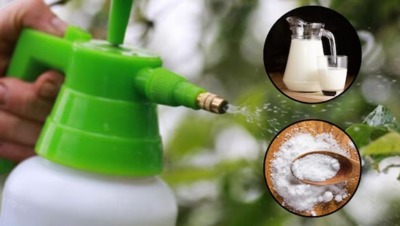 Adiós Plagas: Combate insectos con este Poderoso Spray de Leche y Bicarbonato