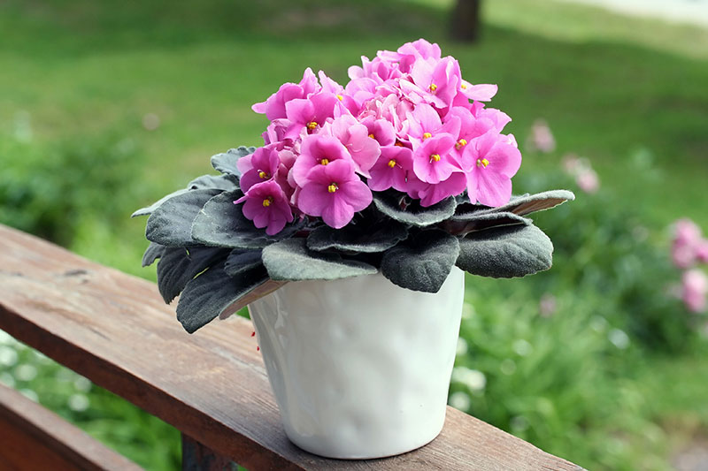 Descubre Cómo Hacer Florecer Abundantemente Tu Violeta Africana 🌸