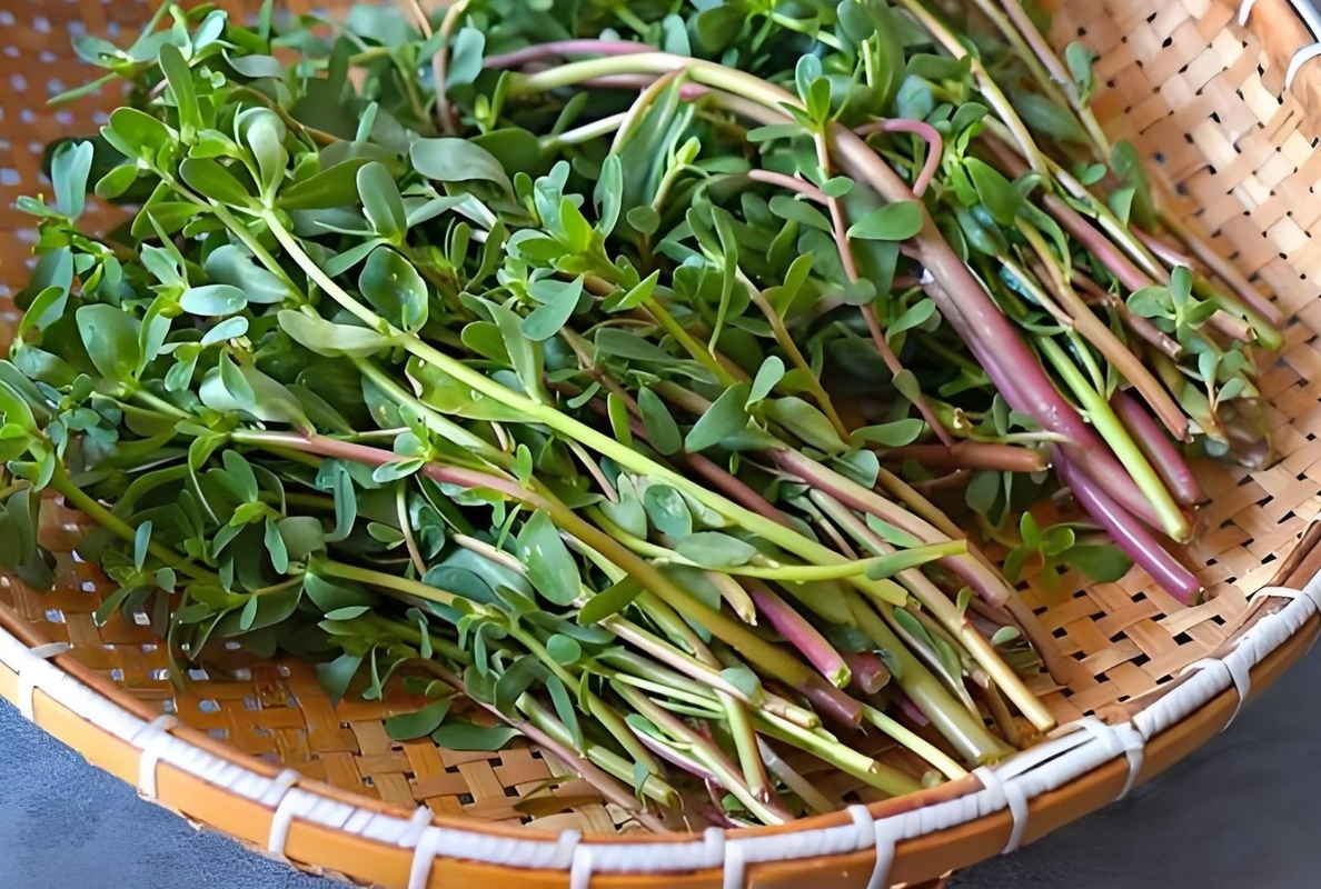 No Debes Arrancar Esta Planta si la Ves en el Patio de tu Hogar, MIRA POR QUE !!!