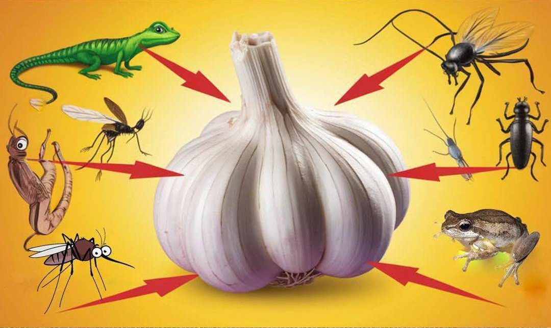 🧄 Ajo como Repelente Natural de Insectos: La alternativa casera que muchos hogares ya usan 🦟🌿