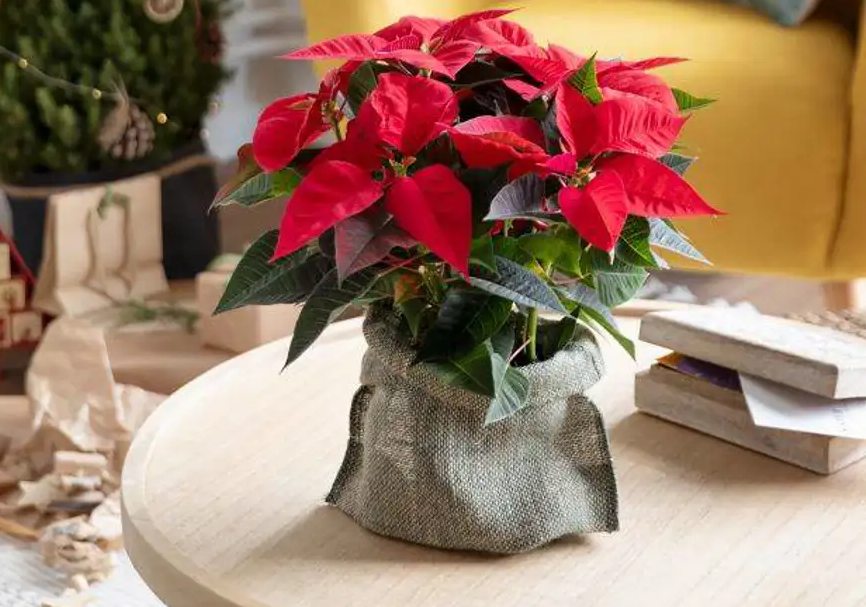 🎄✨ ¿Cómo Lograr que tu Flor de Pascua se Ponga Roja en Navidad? Guía Completa para que Luzca Espectacular 🌺🍃